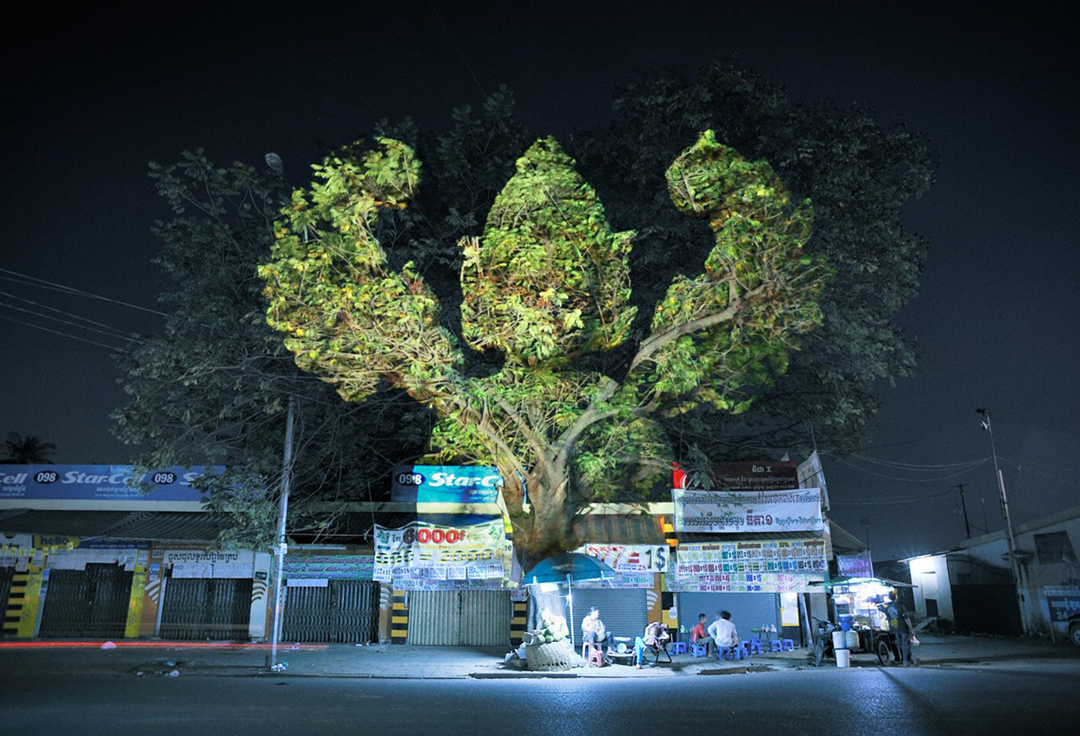 Cambodian Trees 01